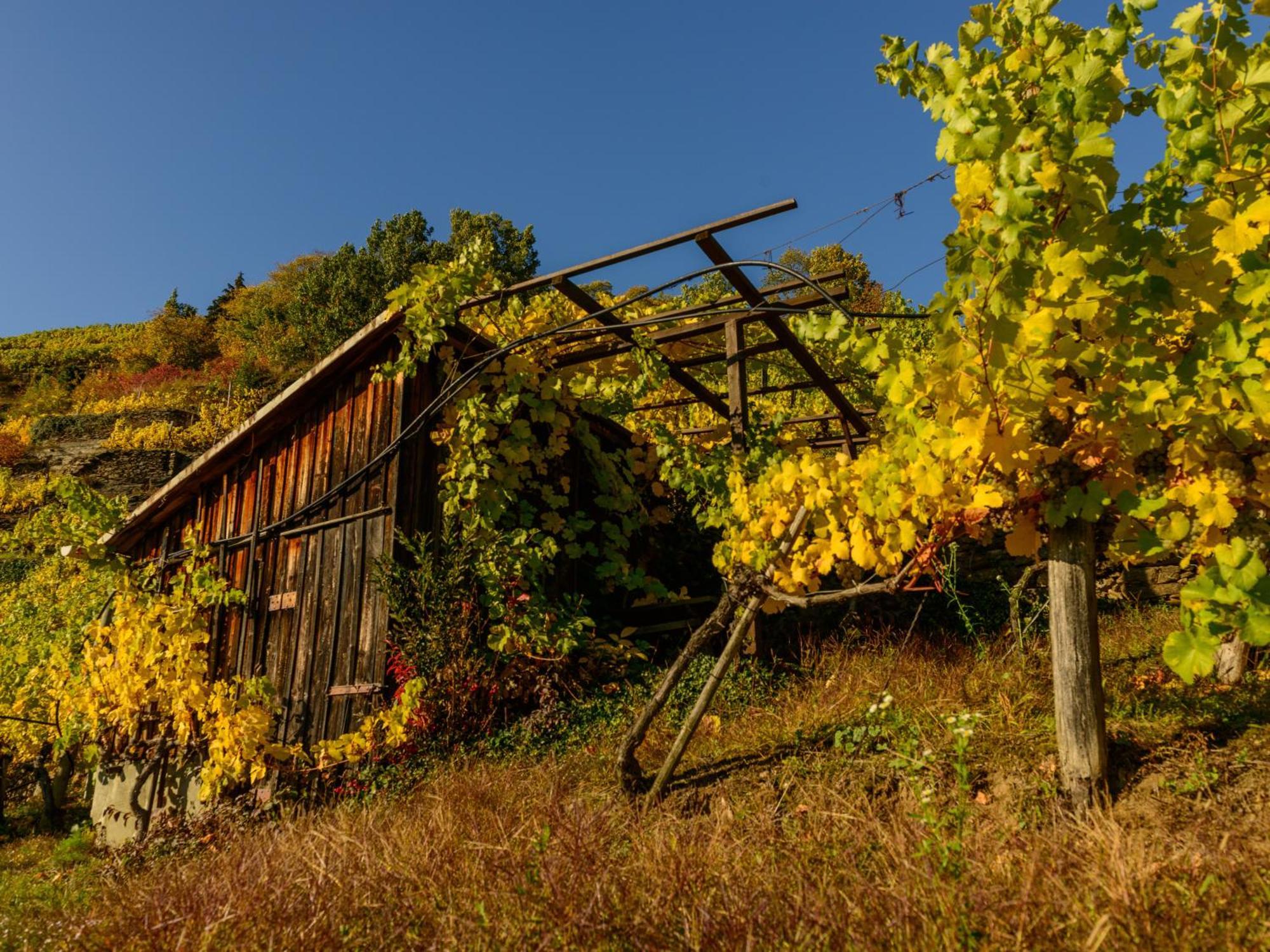 Ferienwohnung Weinbergblick Rohrendorf bei Krems Exterior foto
